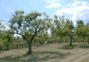 The apple orchard at Hopewell Furnace.