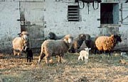 Sheep and lambs standing in the barnyard