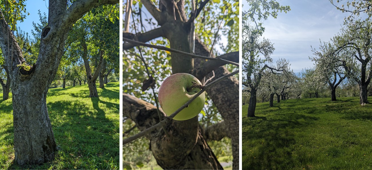 collage of three images sitting side by side. Left image depicts a large apple tree standing in a row of trees bathed in sunlight. Middle photo depicts a close up of an apple on a branch. Right photo depicts rows of apple trees when they were in bloom