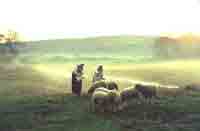 Two women in the pasture with the sheep on a misty morning. Two women in the pasture with the sheep on a misty morning.