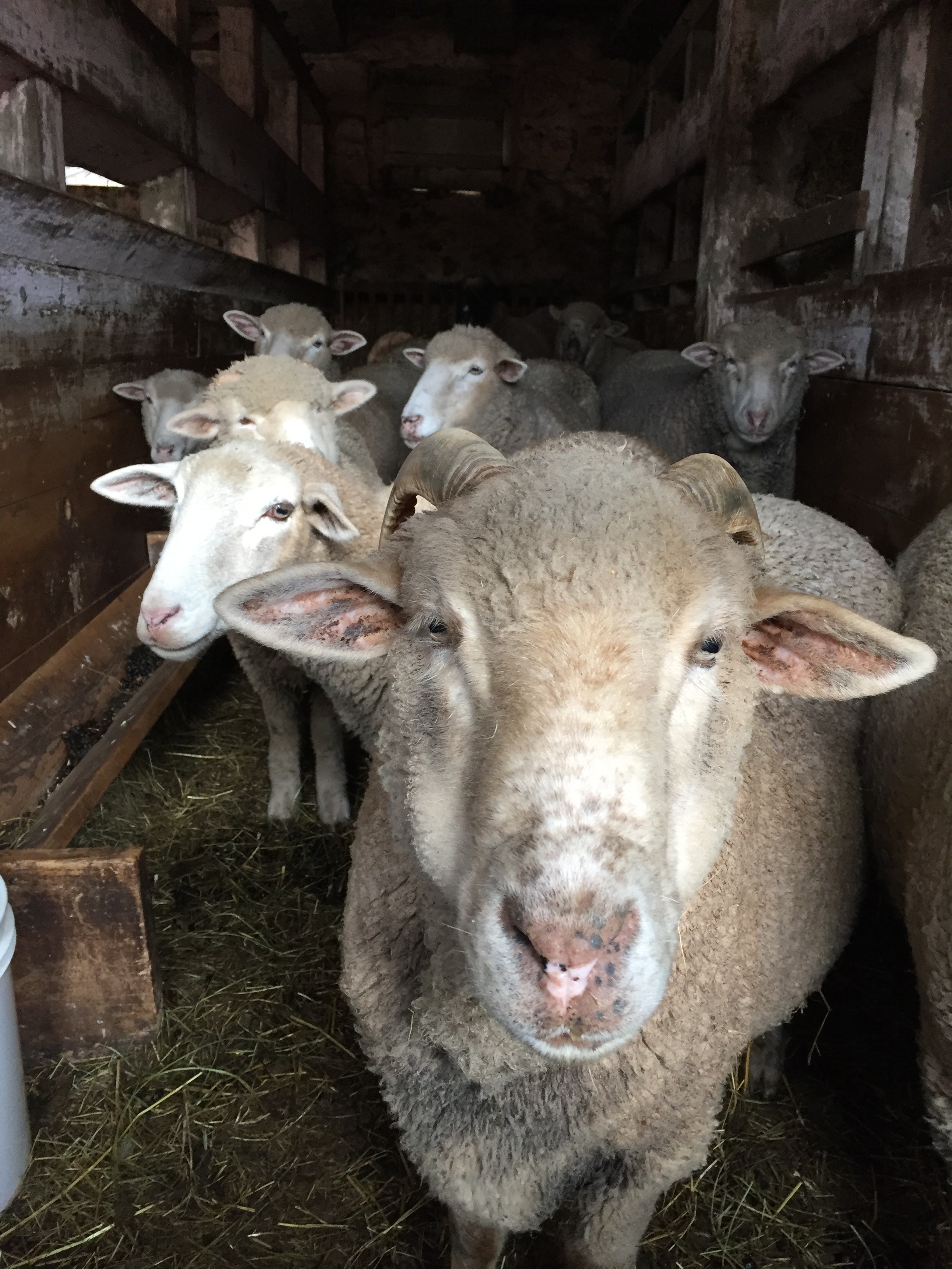 Group of sheep in barn.