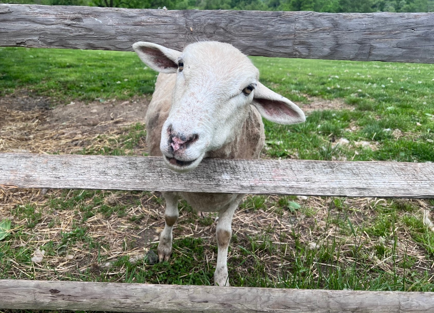 Sheep at the Fence A sheep pokes it head through a wooden fence