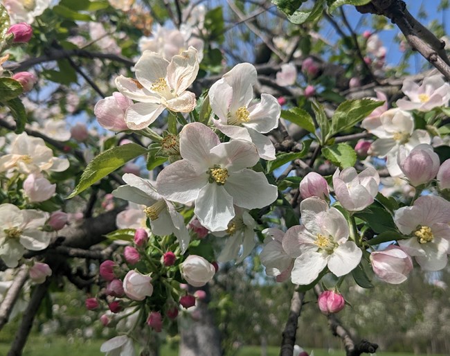 close up of bright white and pink blossoms on a tree