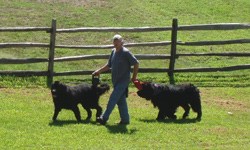 Visitor walking his dogs along a fence at Hopewell Furnace. Visitor walking his dogs along a fence at Hopewell Furnace.