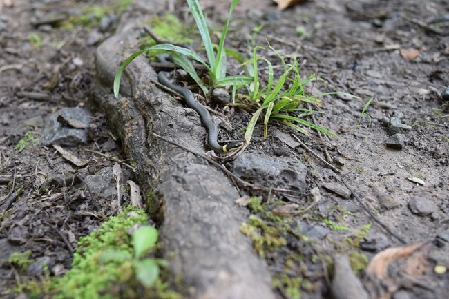 Northern Ringneck Snake moving on ground.