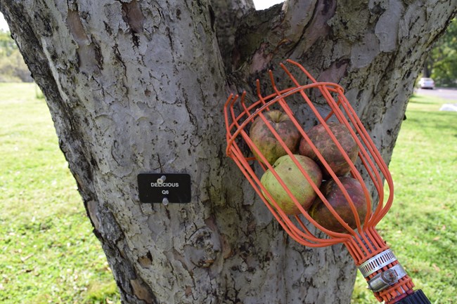 Apple picker containing apples near tree