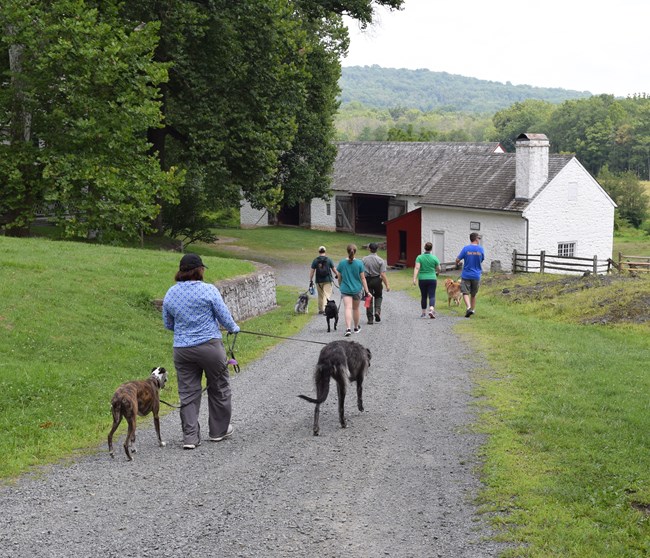 Visitors walking different kinds of dogs in park