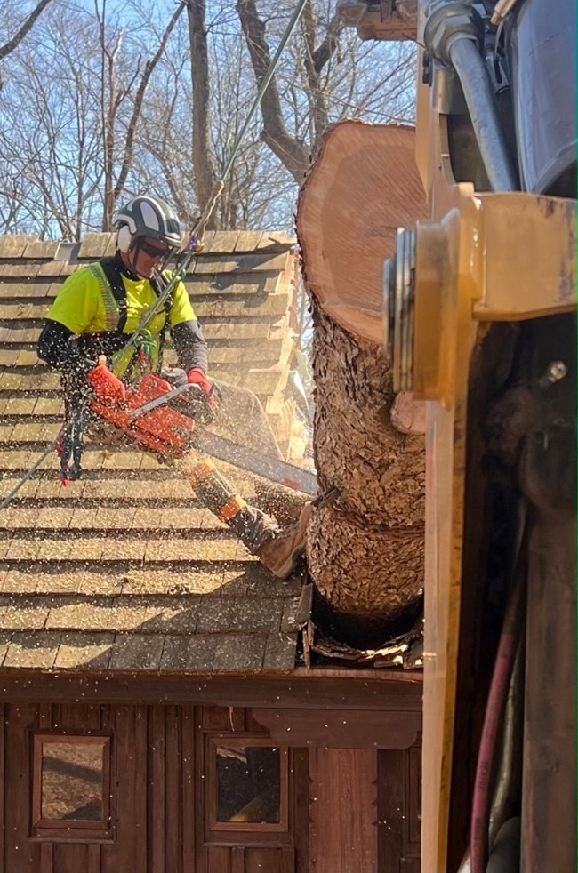 A worker in a high vis vest suspends over a large tree on a roof building. The worker uses a chainsaw to cut the tree.