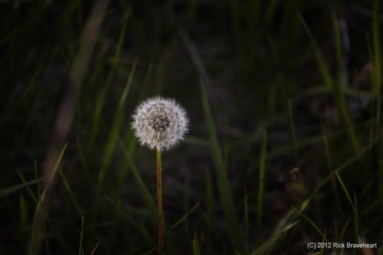 dandelion dandelion