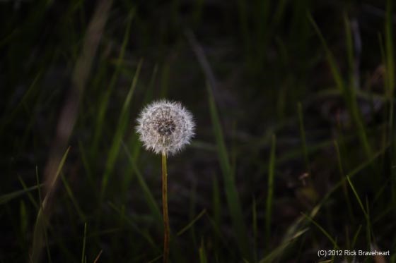 dandelion