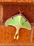 Luna Moth