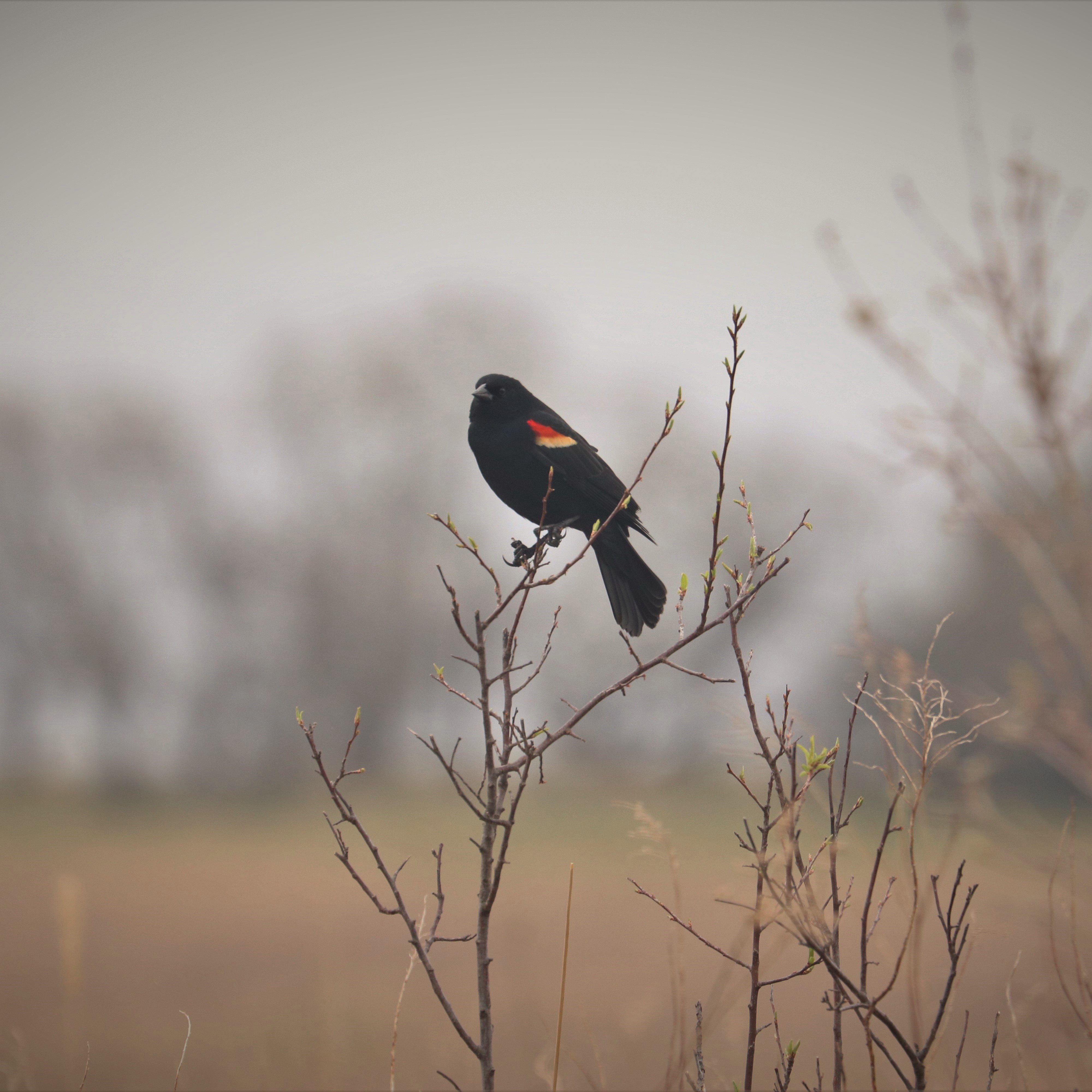 RedWinged Blackbird Fun Facts Homestead National Historical Park (U