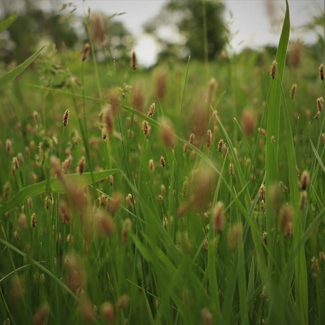 Green sedge grass grows in the prairie