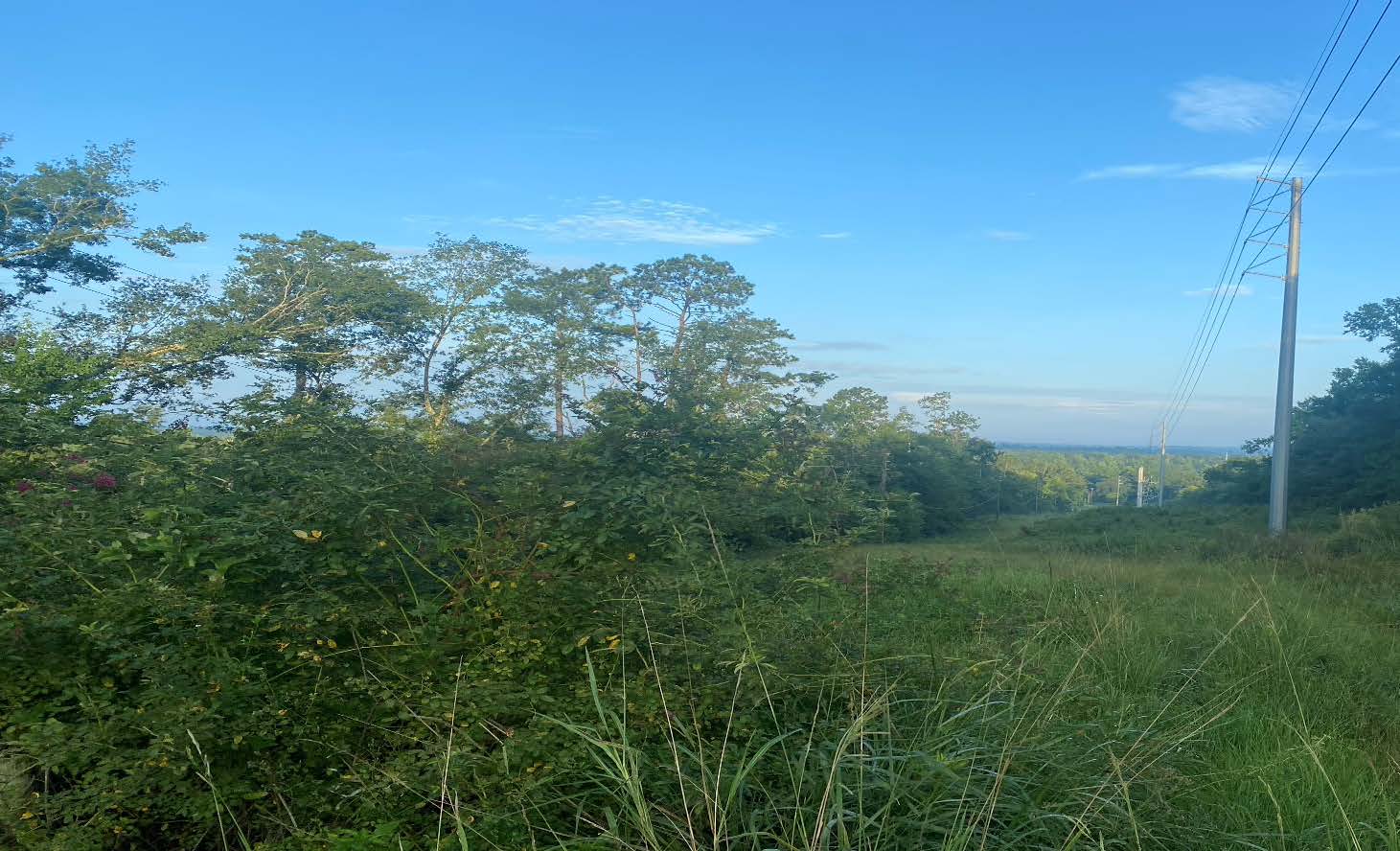 Color picture of land filled with shrubs, trees, and blue sky