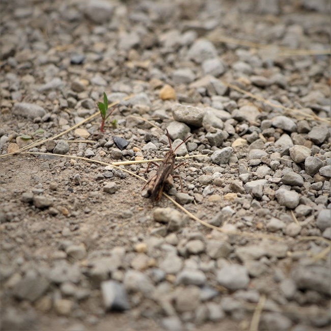 A grasshopper blends in with the rocky ground