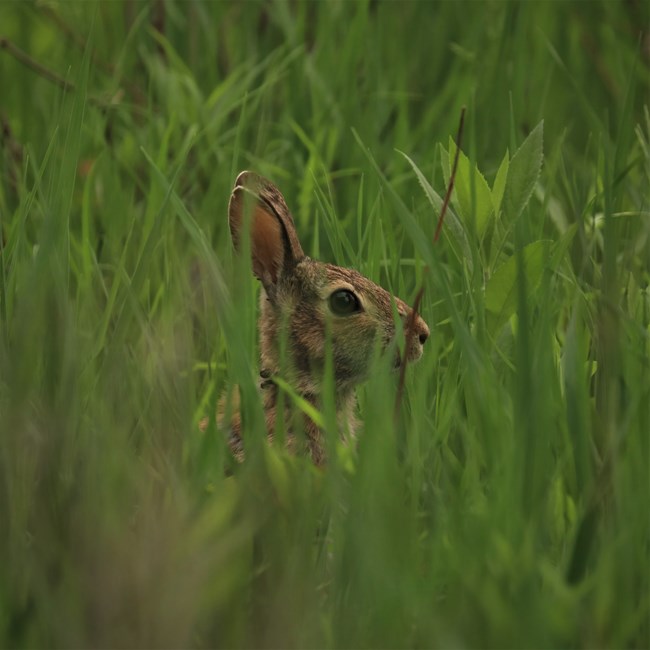 Rabbit peers out from tall green grass
