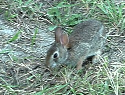 Eastern Cottontail.