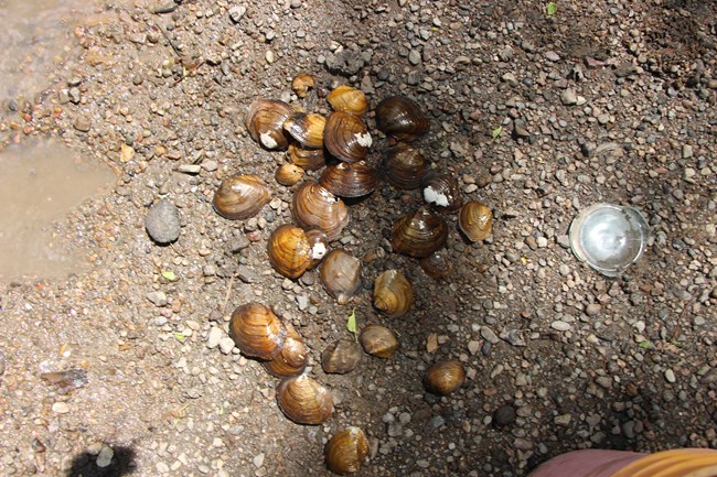 About two dozen brown and yellow mussels on wet, rocky ground