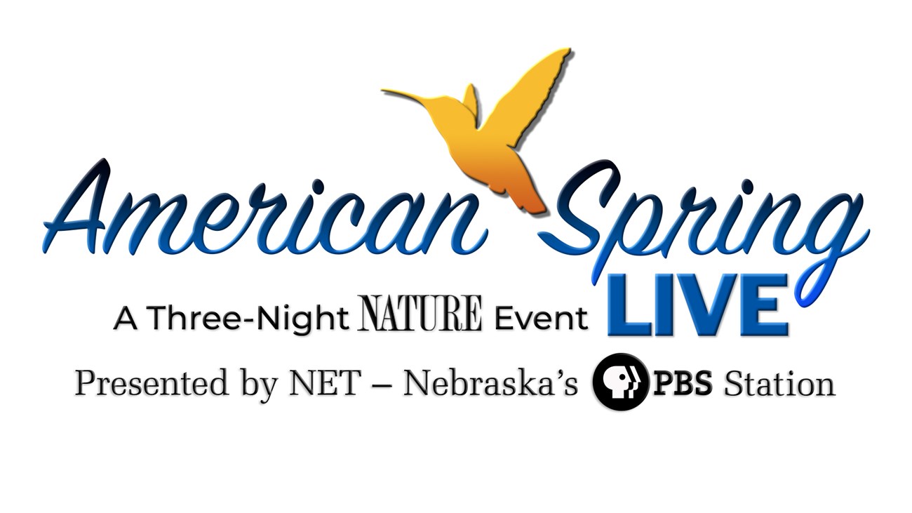 Logo for American Spring Live event. Text is blue with a gold hummingbird above.