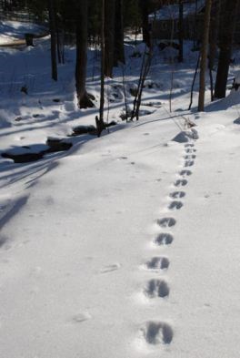 Deer Tracks in Snow Deer Tracks in Snow
