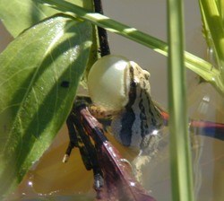 Frog.