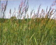 Indian grass. Indian grass.