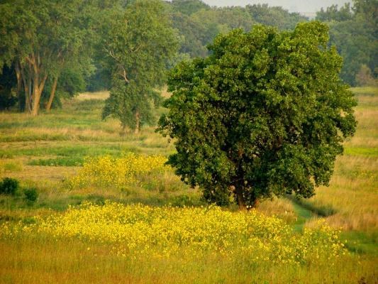 Prairie glows with sunflowers at the woodland's edge.