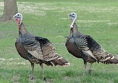 turkeys