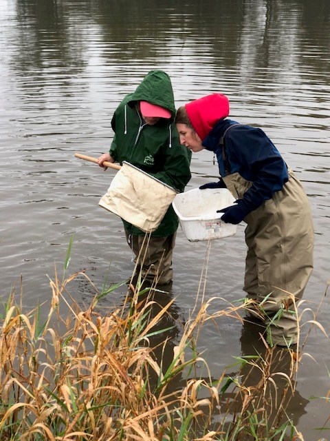 Two volunteers stand in the water looking into a net.