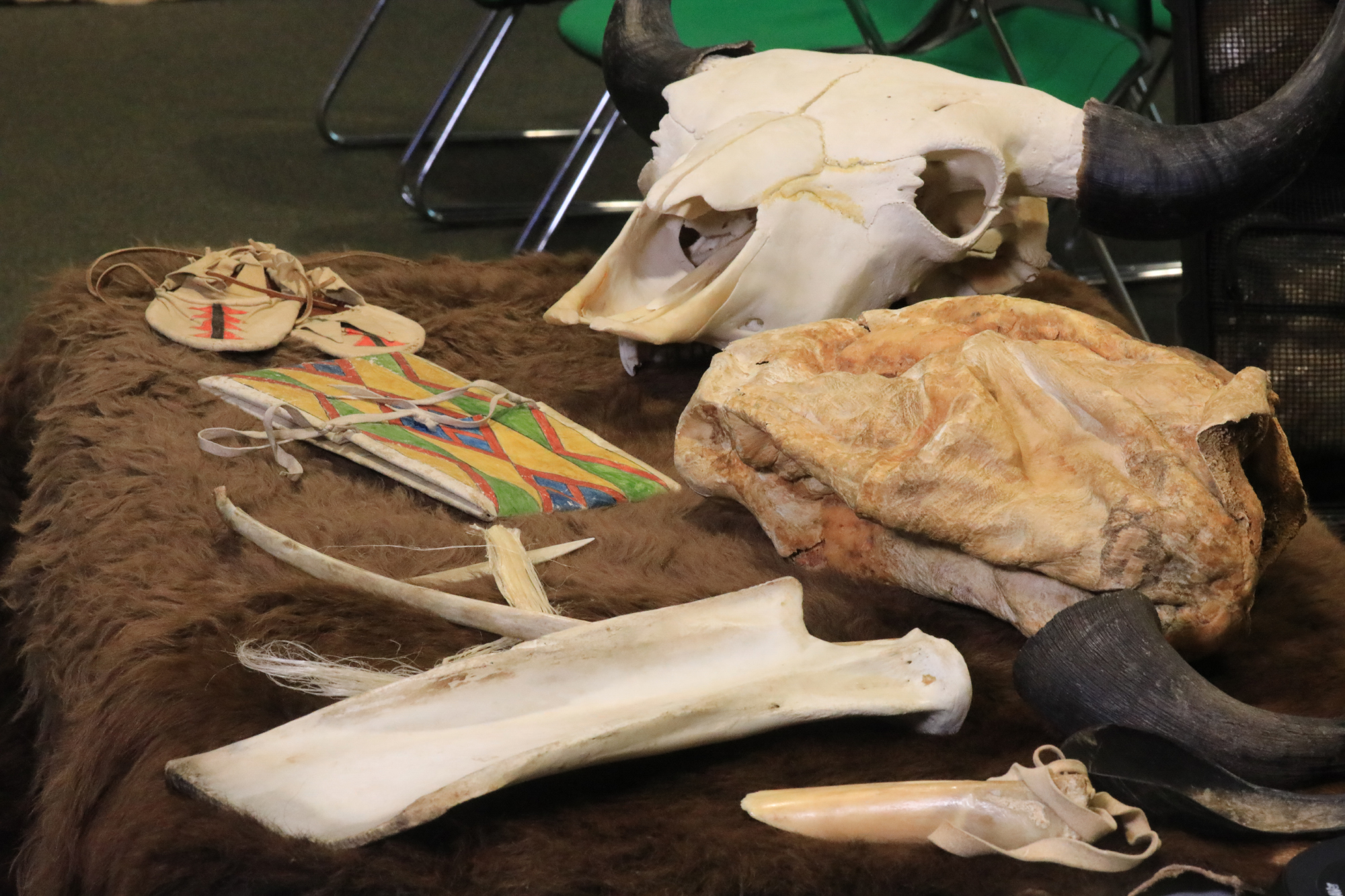 Buffalo Trunk Bison skull, horns, several bones, and skin are laid on a table next to a worked leather bag and moccasins.