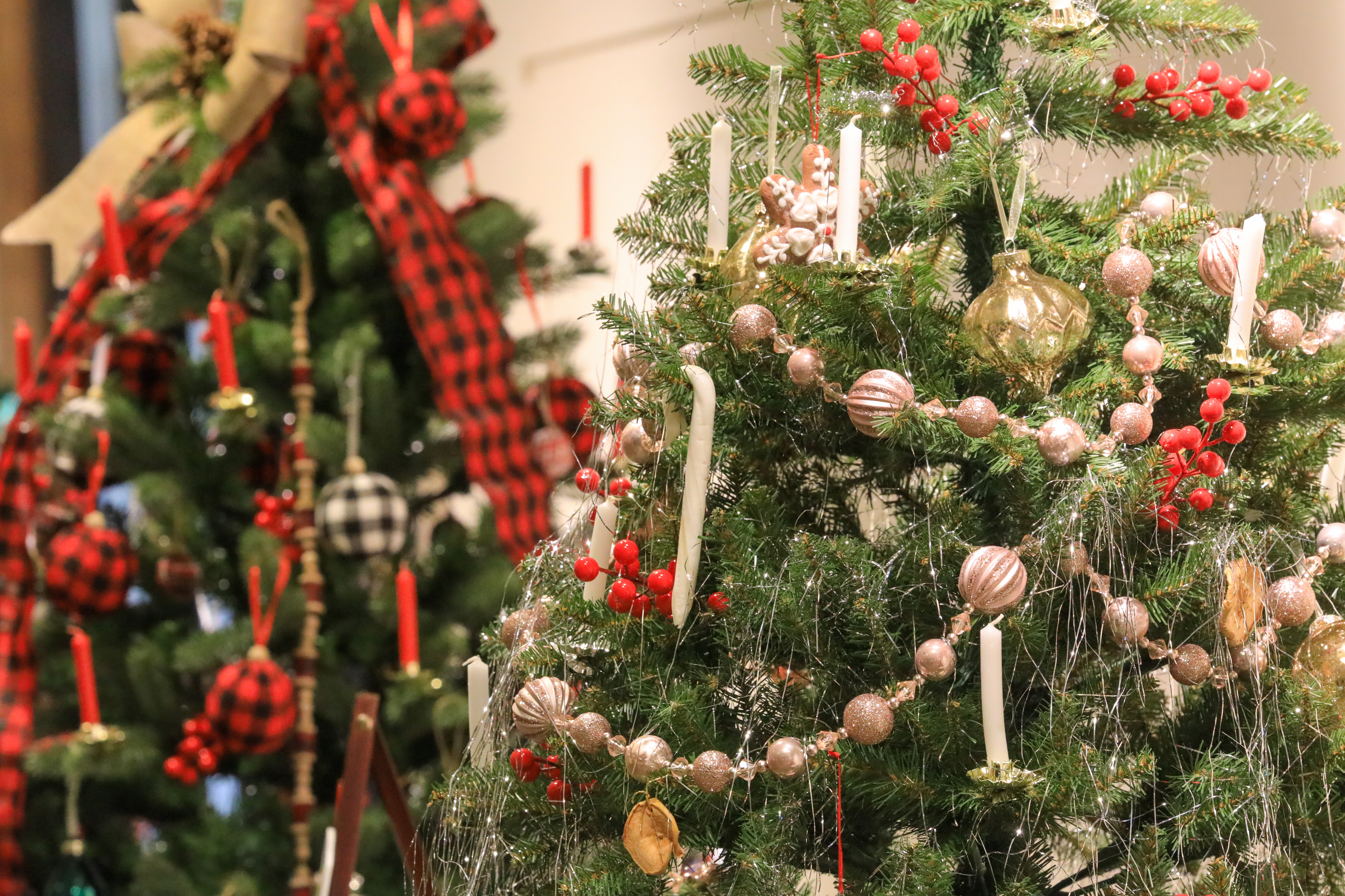Photo shows several decorated Christmas trees.