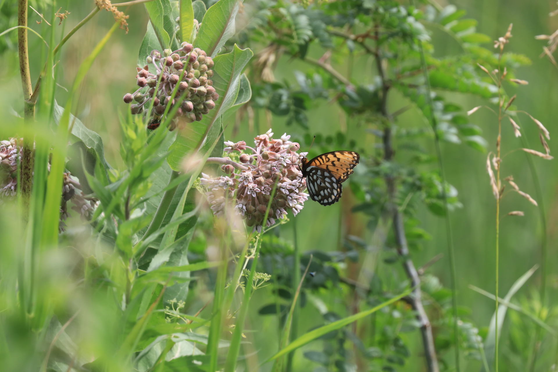 A Regal Fritillary butterfly draws nectar and pollen from milkweed flowers.