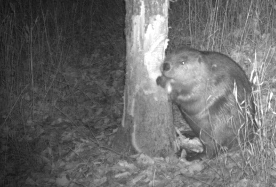 While you most likely won't see a beaver on your walk at Homestead they are good at leaving clues of their presence.