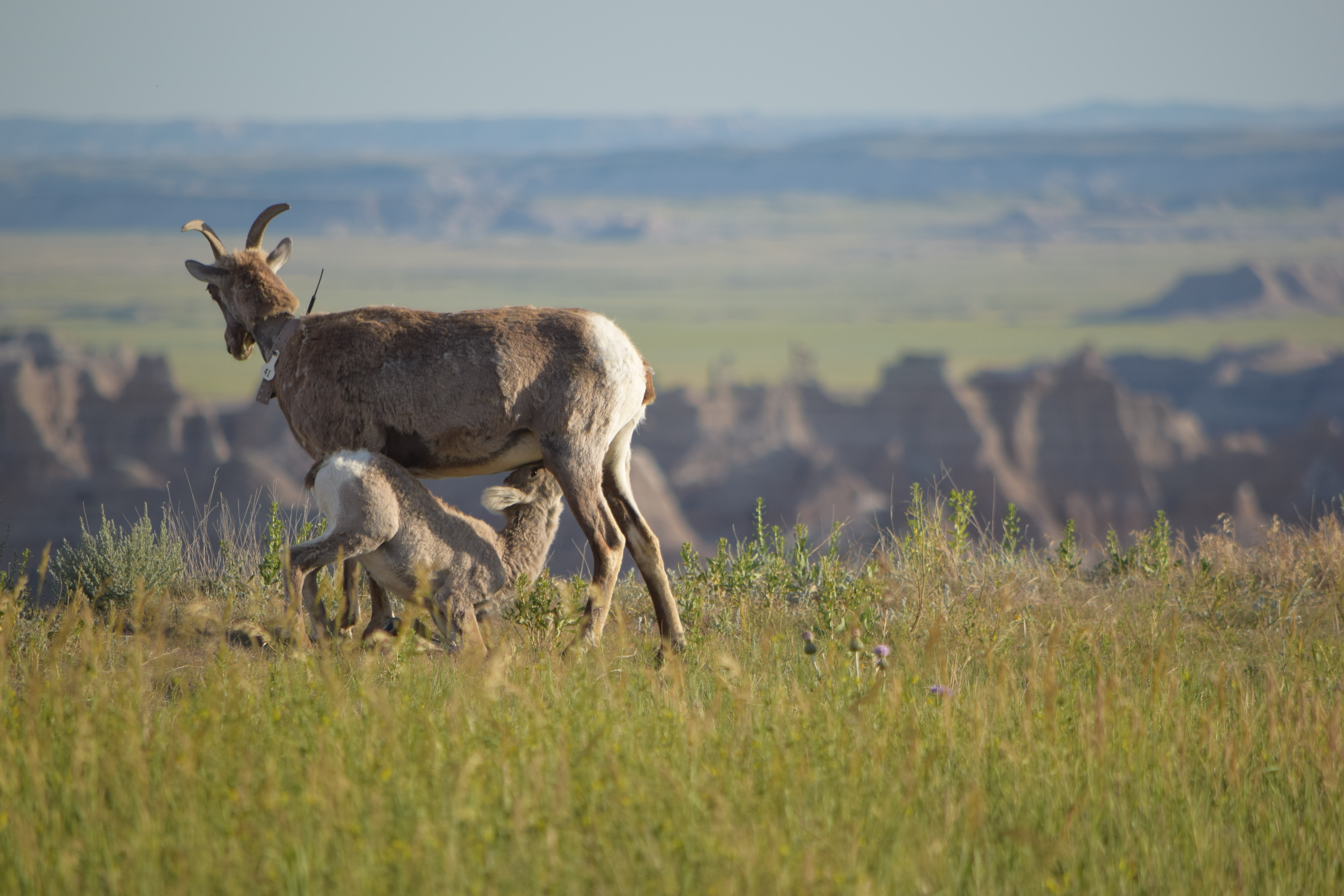 Radio collared bighorn sheep in a natural landscape.
