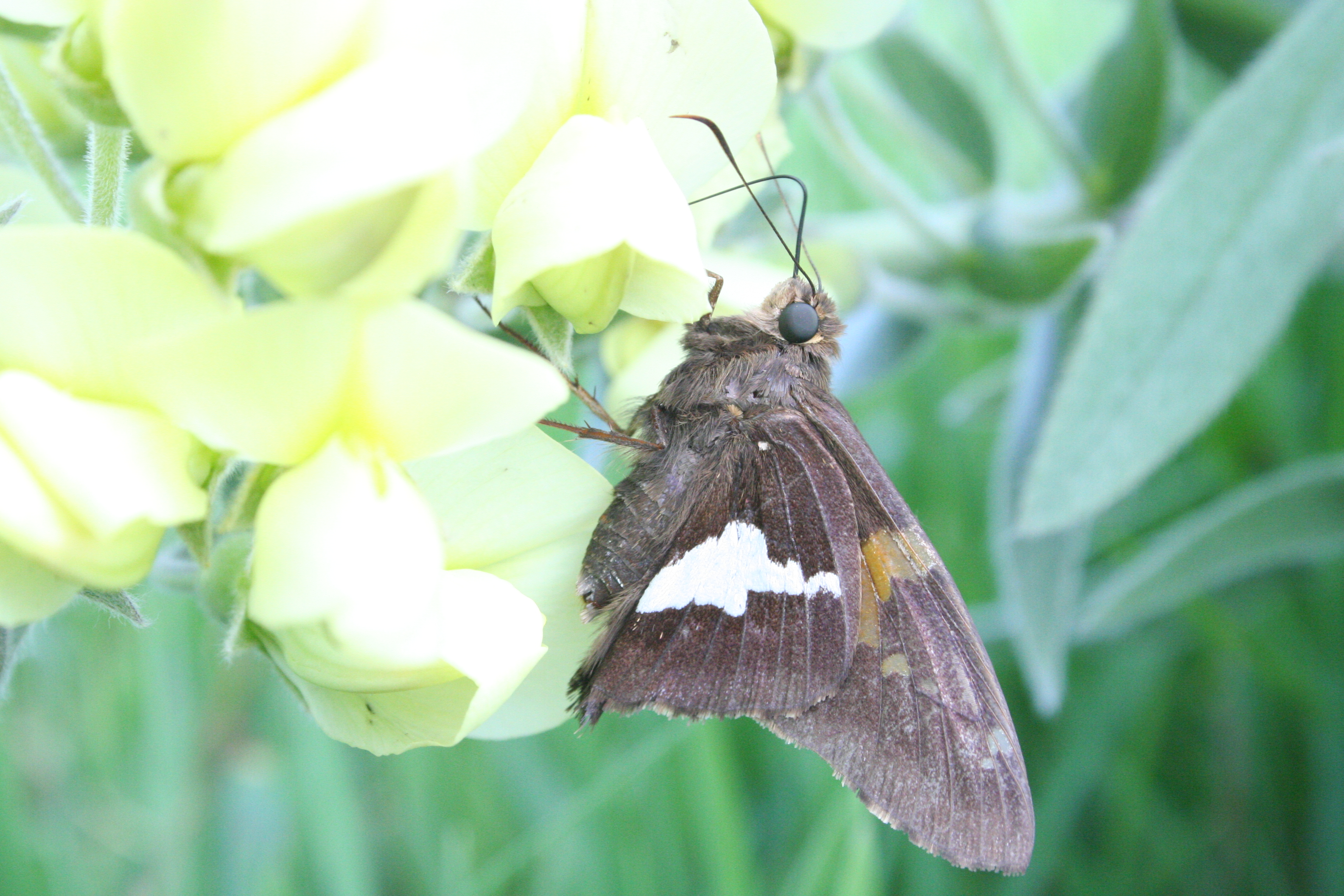 A silver spotted skipper feeds on the nectar from the flowers of the cream wild indigo.