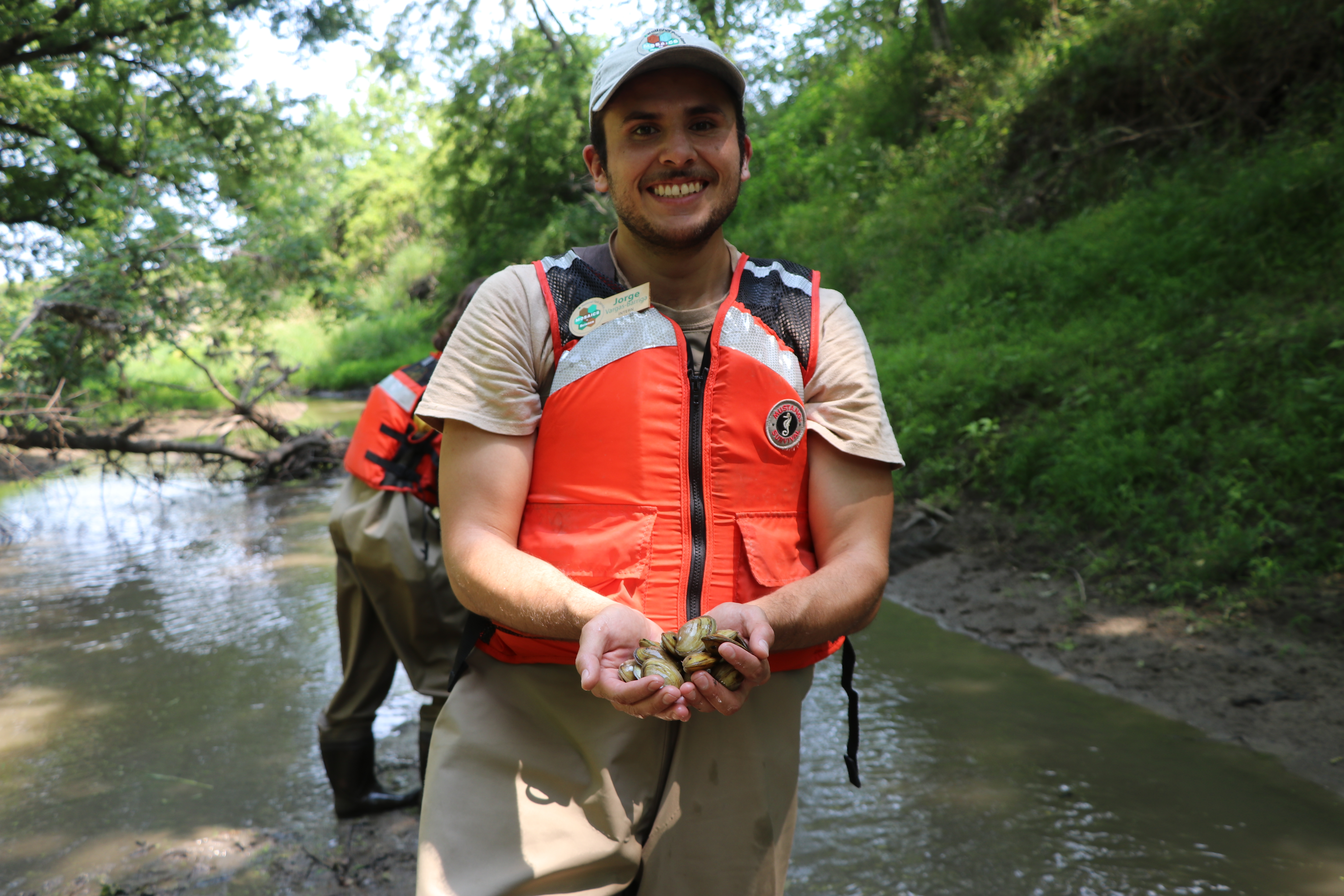 Mosaics in Science Intern Jorge Vargas-Barriga stocking Fatmucket and Plain Pocketbook mussels into Cub Creek on July 13, 2021.
