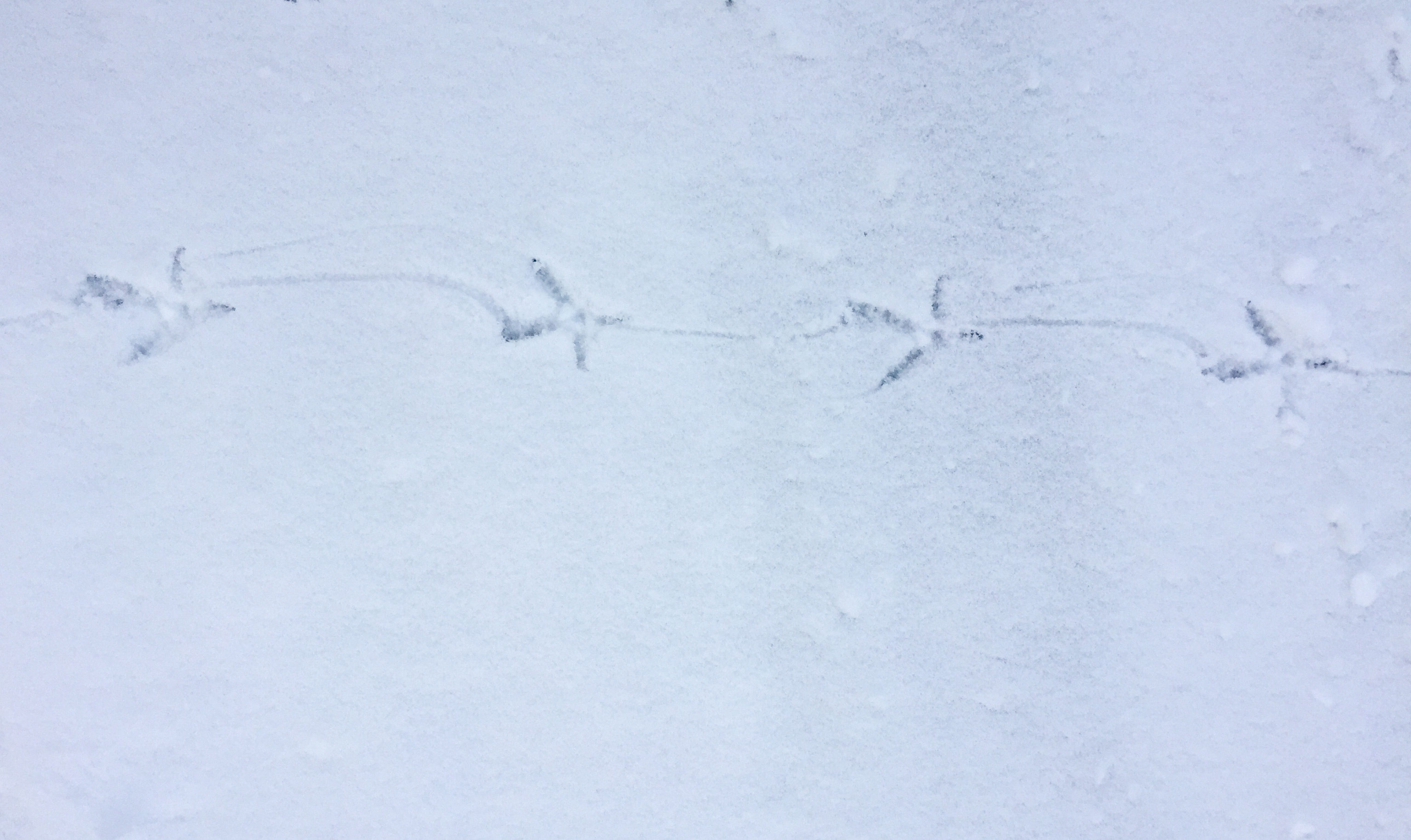 Grouse tracks in the snow show 3 forward facing toes, one backwards, and a slight drag between steps.