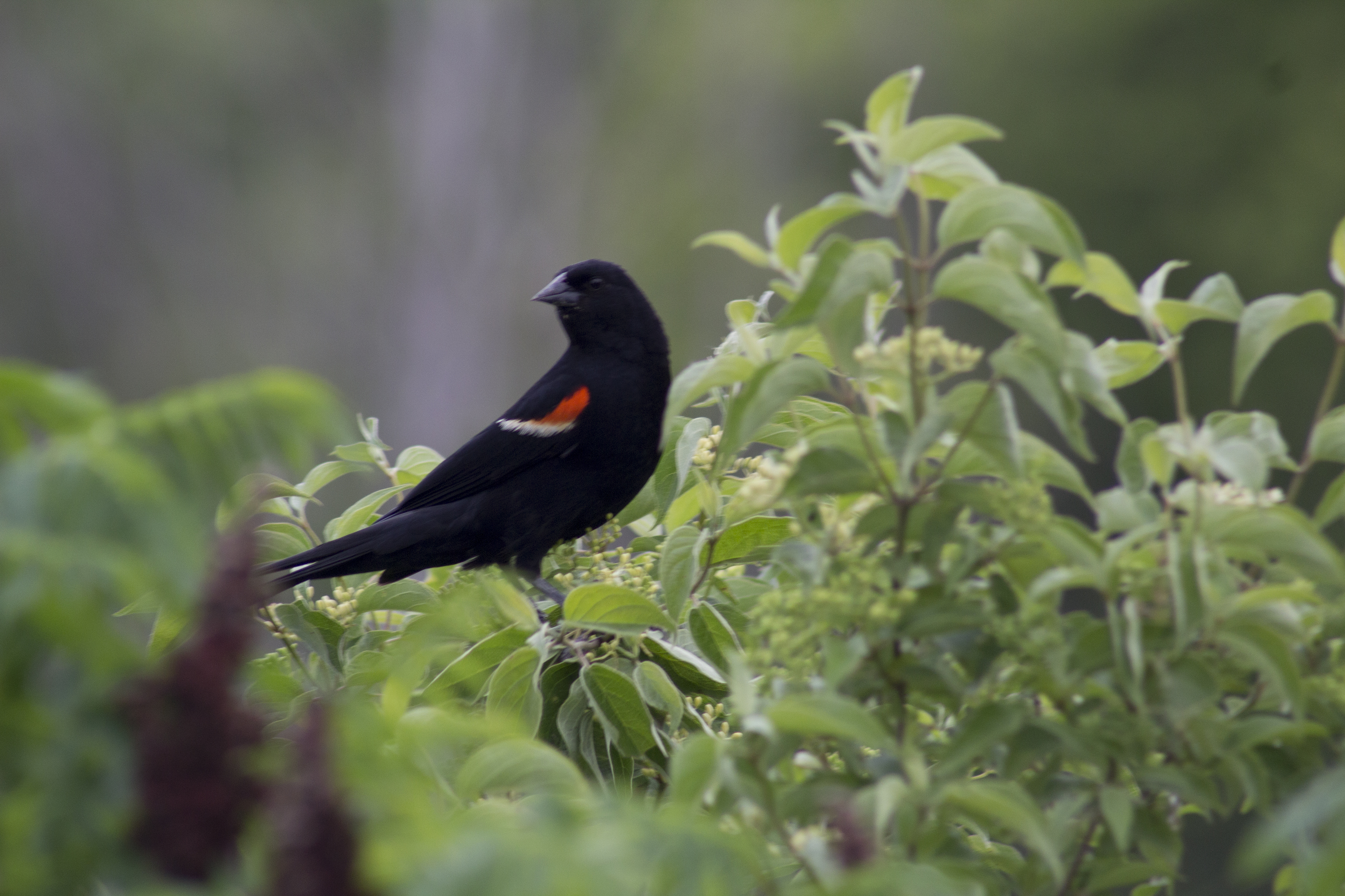 Redwinged Blackbird