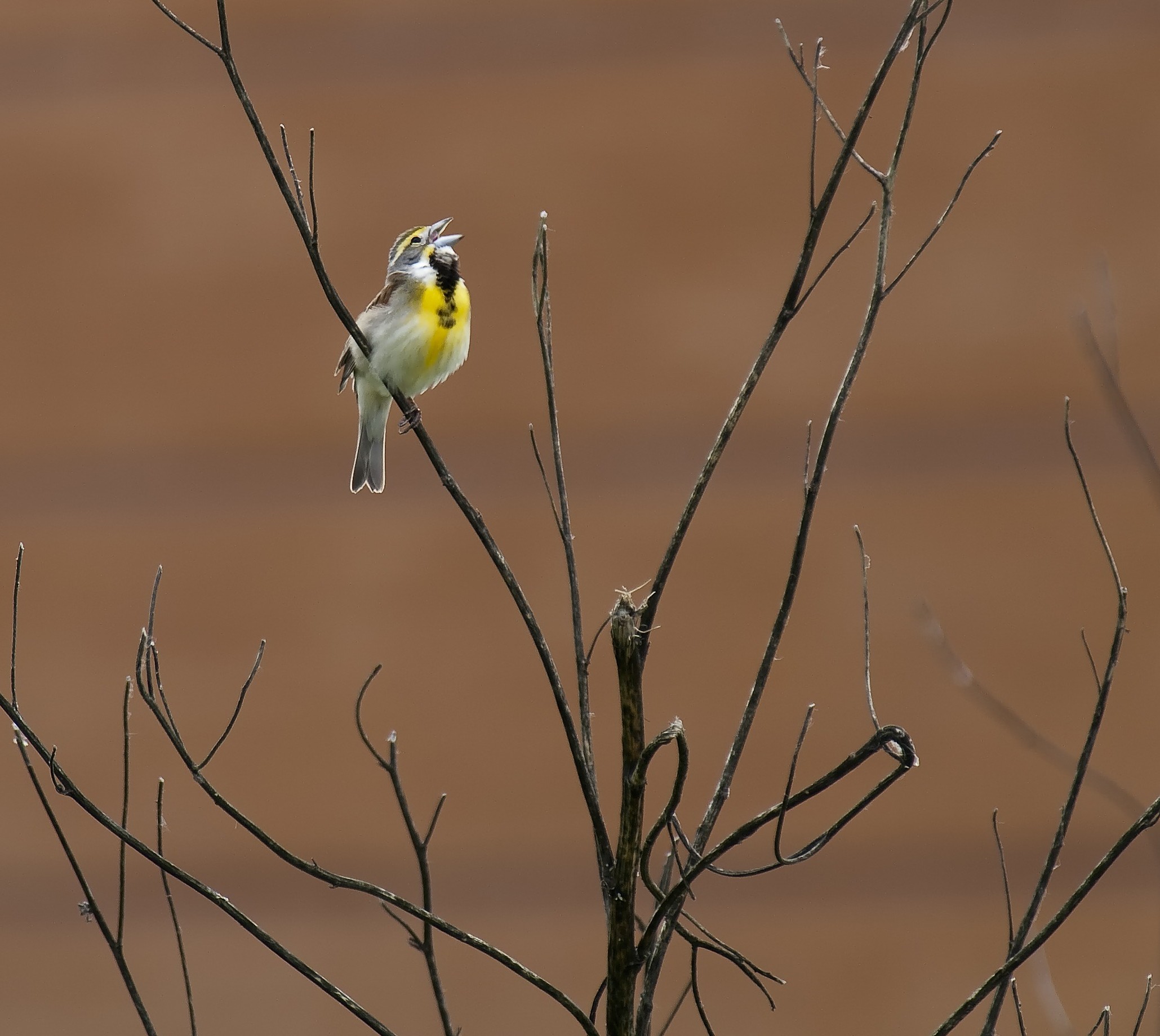A white, black, and yellow bird sitting on a tree branch with prairie in the background.