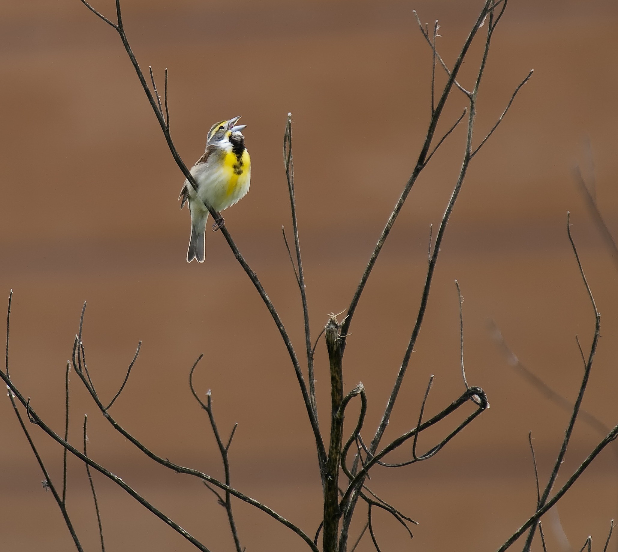 The tallgrass prairie at Homestead National Monument of America is a great place for birding. A white, black, and yellow bird sitting on a tree branch with prairie in the background.