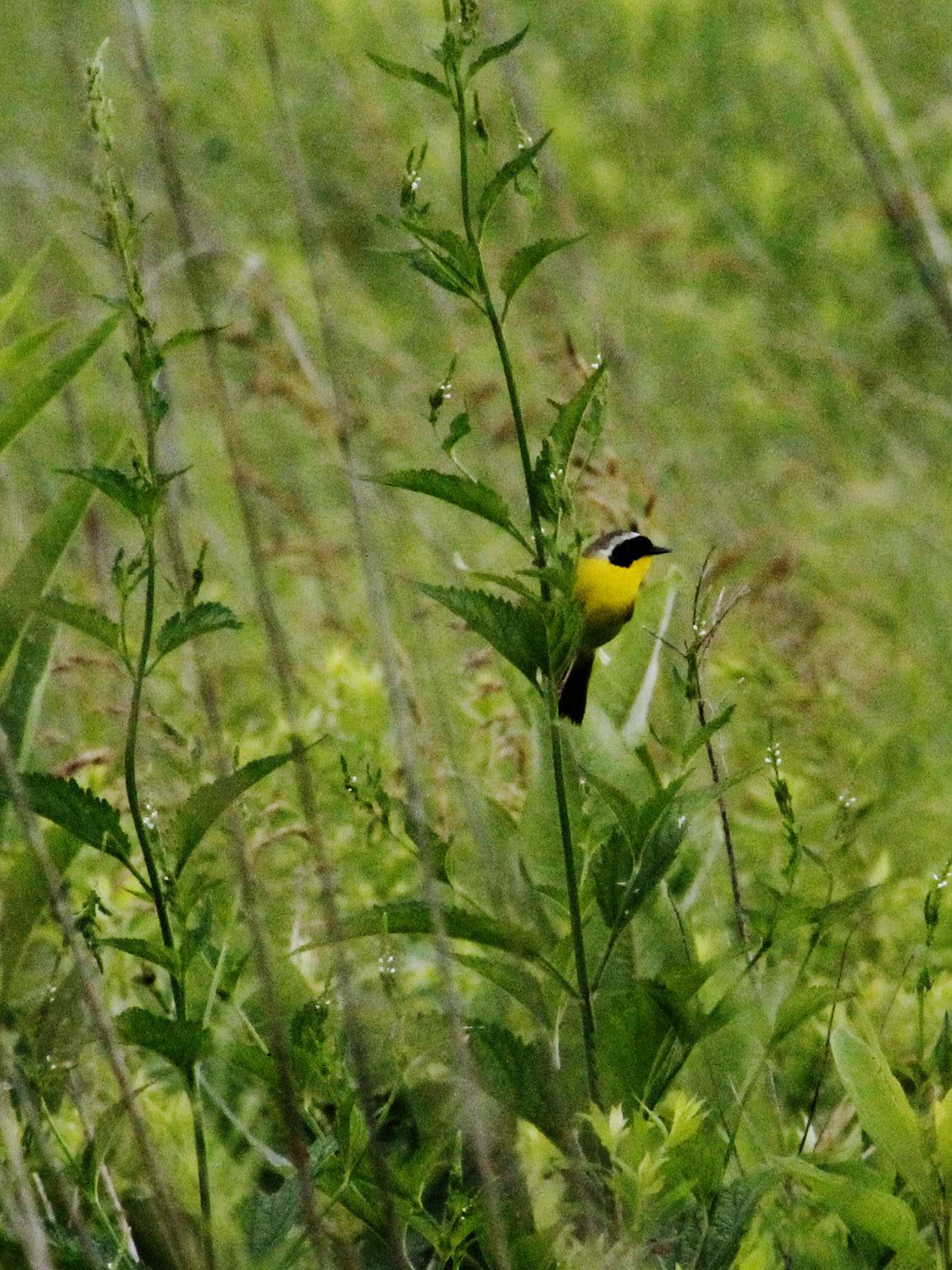 A common yellow throat perches on a plant in the Homestead prairie. A yellow and white bird with a black face sits on a tall green plant in the prairie