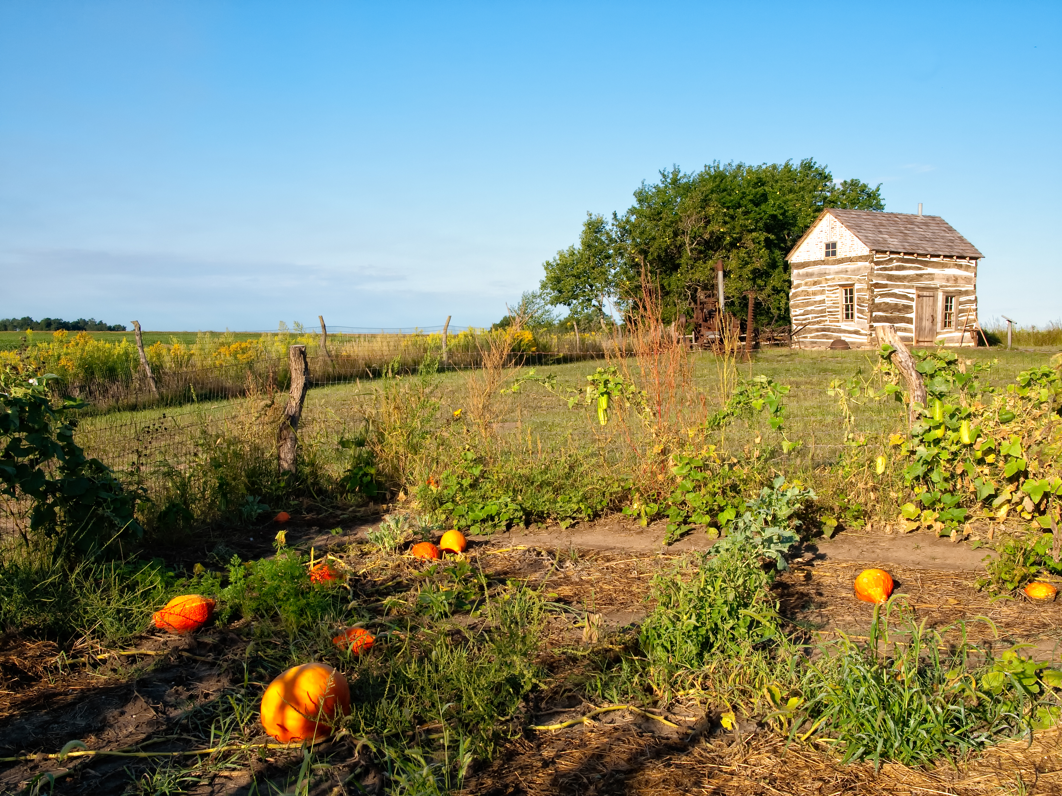 A garden filled with pumpkins spreads towards a cabin at Homestead National Monument of America