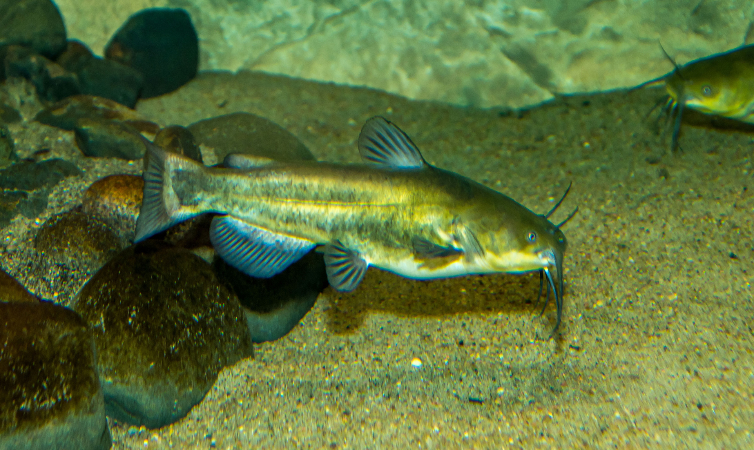 usfws-black-bullhead-catfish-extra-large Black Bullhead catfish (Ameiurus melas) in aquarium at Gavins Point National Fish Hatchery, South Dakota.