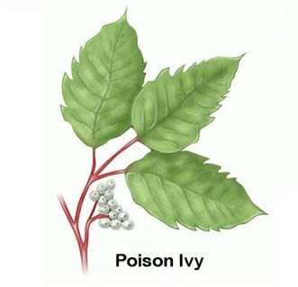 Illustration of poison ivy, including leaves, stem, and white berries.