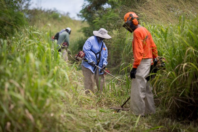 Volunteers clearing guinea grass