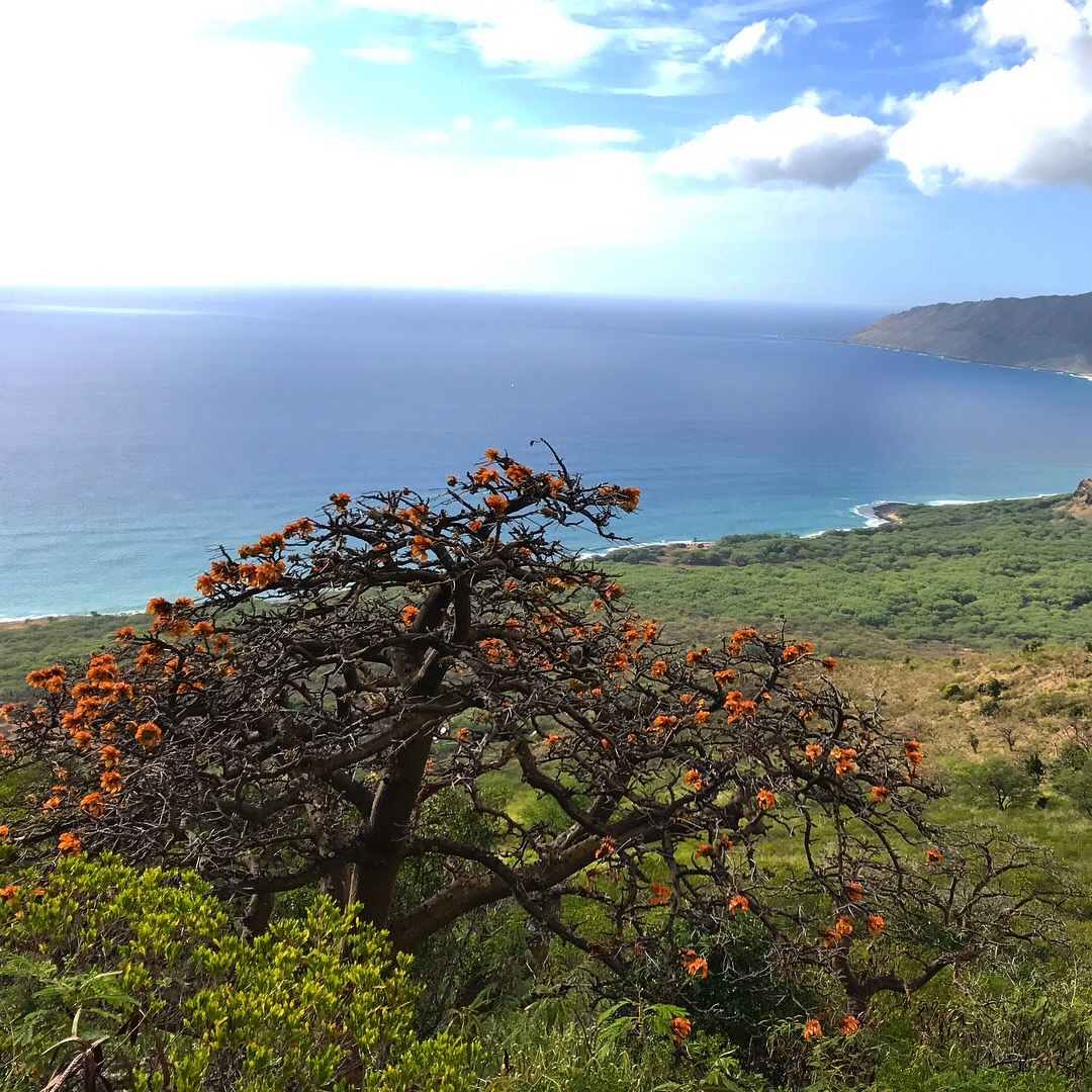 A wiliwili tree on a hillside with the ocean behind it