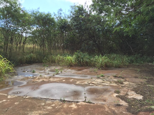 several cracked slabs of concrete largely covered by soil and overgrown with plants