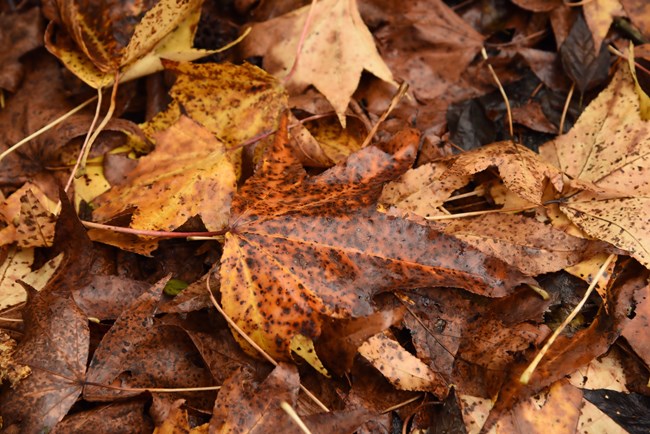 Leaves on a forest floor