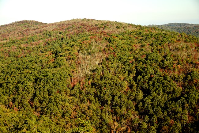 Arial view of forested hills