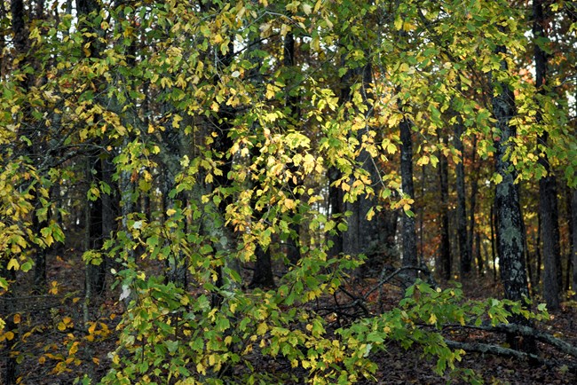 Forested trail with autumn leaves